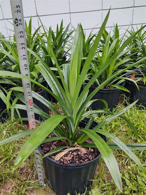 Fresh Fragrant Pandan Plant Large 24 Tall Pandanus Etsy