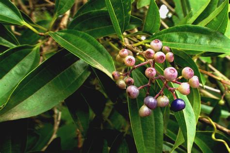 coltivare la cannella  casa stile donna