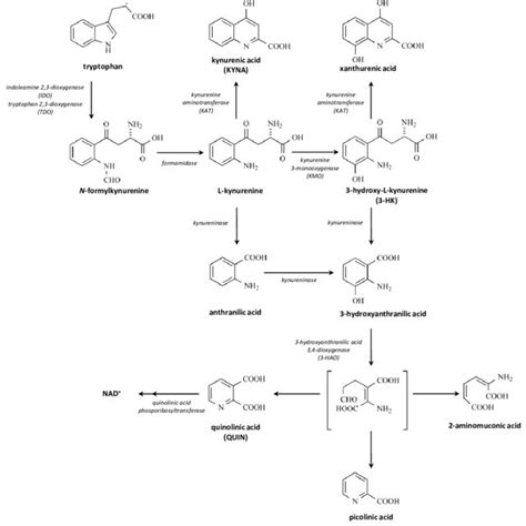 The Concept Of Kynurenic Acid Mediated Effects On Synaptic And