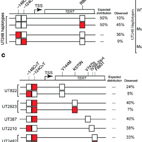 Tert Promoter Mutations Are Frequently Found In Cis With The Wt Tert Download Scientific