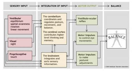 Vestibular Physiology - Vestibular Disorders