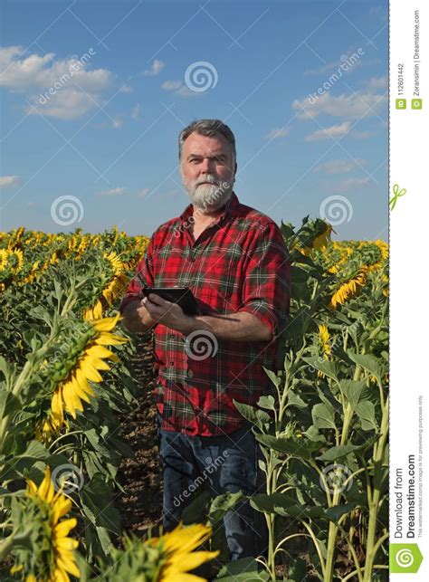 Farmer Examining Sunflower Field With Tablet In Hand Stock Photo