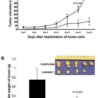 Wif Inhibits In Vivo Tumor Growth In Nude Mice B Cells