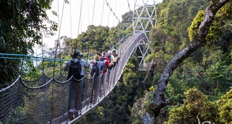 Parque Nacional Del Bosque Nyungwe Tour De Gorilas Africano