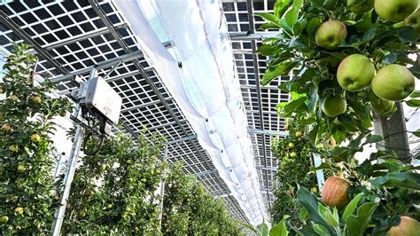 Erneuerbare Energien Doppelte Ernte Mit Agri Photovoltaik Tagesschau De