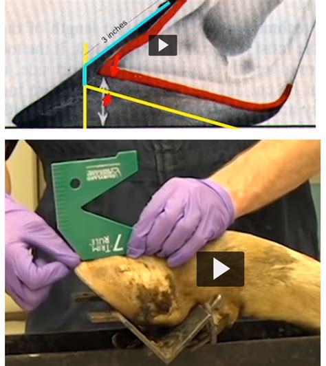 Functional Hoof Trimming Large Animal Surgery Supplemental Notes