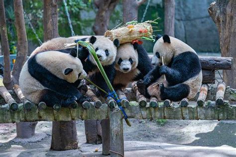 直击｜过节了，重庆四只熊猫凑一桌“围炉吃果”共享大餐大熊猫视觉四喜丸子