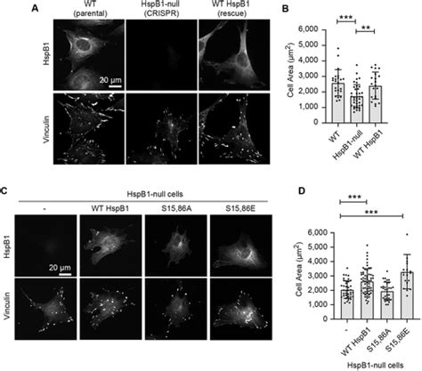 Phosphorylation Of The Small Heat Shock Protein Hspb Regulates