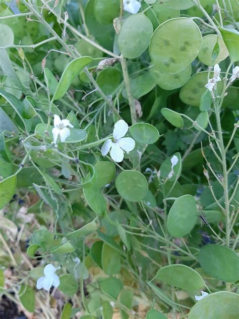 Lunaria Annua Albiflora Kwekerij De Boever