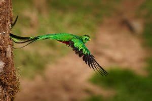 5 Wondrous Birds In Costa Rica For Birding Vacationers To See