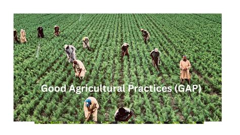 What Are Good Agricultural Practices Gap And Their Scope