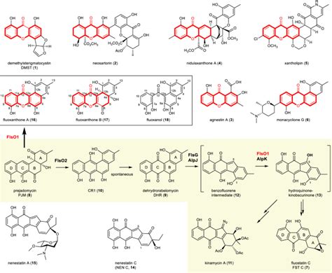 Biochemical And Structural Insights Of Multifunctional Flavin Dependent