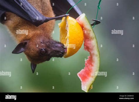 Flying Fox Eating