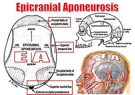 Scalp And Face Anatomy Dr Adel Bondok Pdf