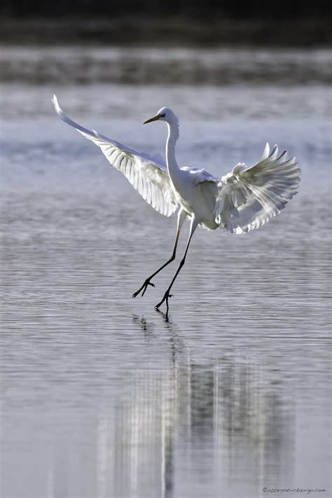 Great Egret Grande Aigrette Ardea Alba A Great Egret I Flickr