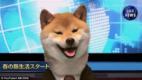 Dog reads the news in Japan and becomes internet sensation | Daily Mail Online