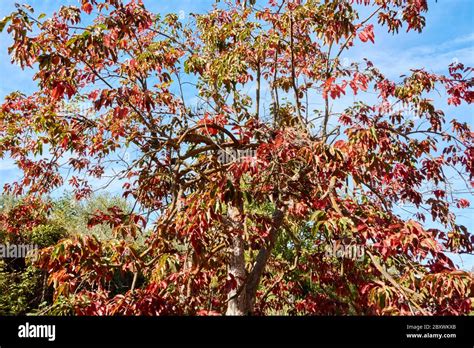 A magnificent kaki tree with its fruits in autumn Stock Photo - Alamy