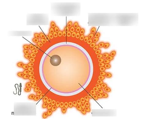 egg cell Diagram | Quizlet