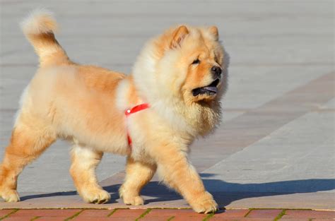 Chow Chow Caract Re Origine Sant Et Alimentation De Ce Chien