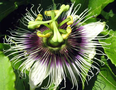 Passiflora Edulis Flavicarpa