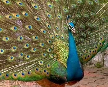 National Bird of India - Indian National Bird - Indian Peacocks