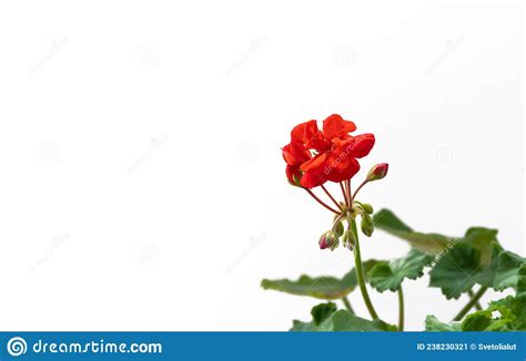 Flor De Geranio Rojo Aislada En Fondo Blanco Imagen De Archivo