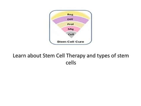 Learn about Stem Cell Therapy and types of stem cells by Stemcellcure ...