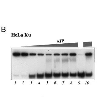 Dependence Of Helicase Activity On ATP Concentration Helicase Assays