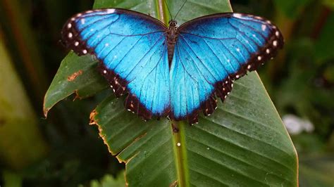 Borboleta Entenda Seu Significado O Segredo