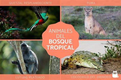 60 Animales del bosque tropical Características y FOTOS