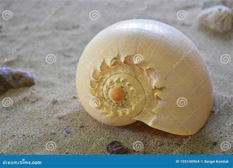 Spiral Sea Shell In The Sand Stock Photo Image Of Spiral Object