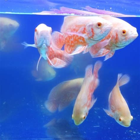 Jual Ikan Hias Predator Oscar Albino Hiasan Aquarium Shopee Indonesia