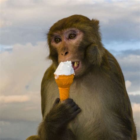 Calorie Restricted Monkeys Lead A Longer Life