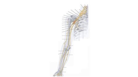 Nerfs Du Membre Sup Rieur Diagram Quizlet