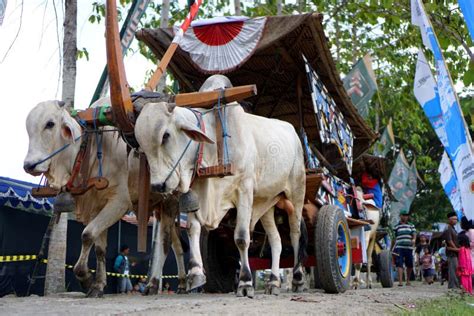 The 2017 Ox Cart Festival, Yogyakarta, Indonesia Editorial Image ...