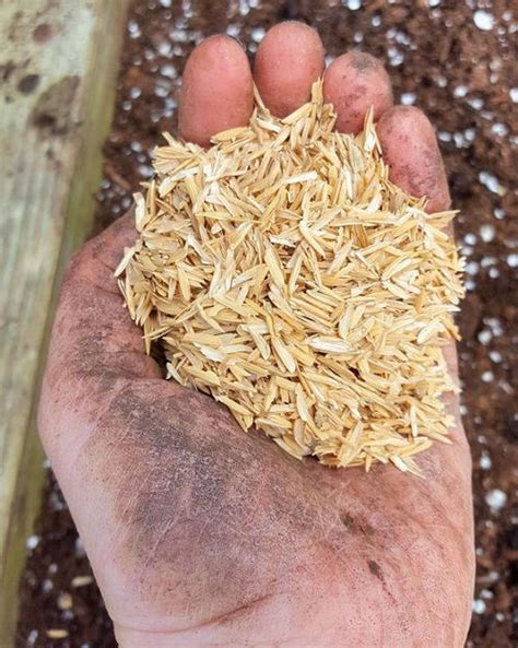 Surprising Rice Hull Uses In Garden Balcony Garden Web