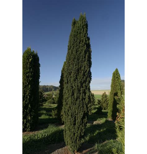 Taxus Baccata Fastigiata Robusta Nr S Uleneibe Gartenpflanzen