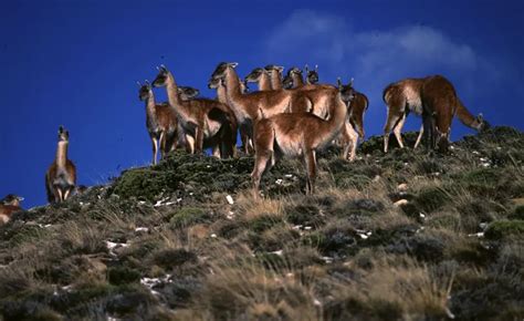 Flora Y Fauna De Perito Moreno Un Tesoro Natural En La Patagonia