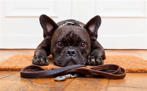 Cuantas Veces Se Debe Pasear A Un Perro Al Dia