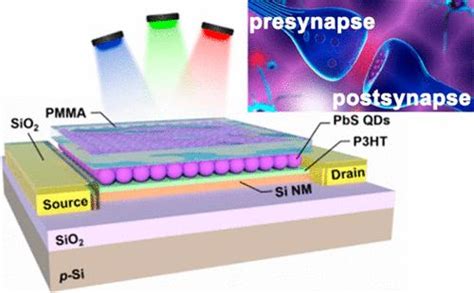 用于神经形态视觉的基于硅纳米膜的宽带突触光电晶体管nano Letters X Mol