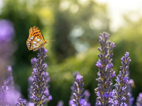 Plant Symbiosis: Types, Tips, And Best Plants For Gardens, 42% OFF