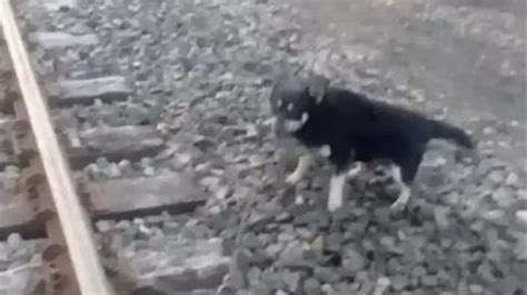 Maquinista Salva Cachorrinho Preso Em Trilho De Trem Veja