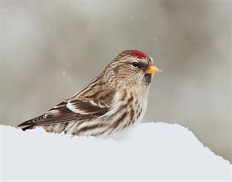 "Common Redpoll Female" by Wayne Wood | Redbubble