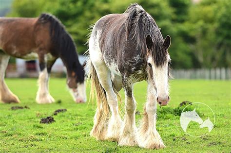 Newborn Clydesdale Foal