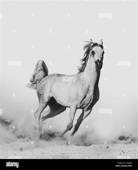 Beautiful Arabian Horse In Desert Runninf Wild Stock Photo Alamy