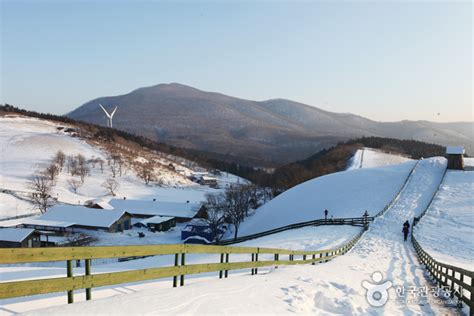 대관령양떼목장 관광 정보와 주변 관광 명소 및 근처 맛집 여행 정보