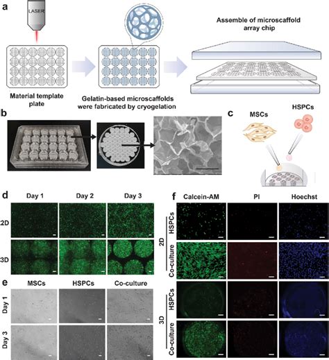 Construction Of Microscaffold Array Chip For The Co Culture Of HSPCs