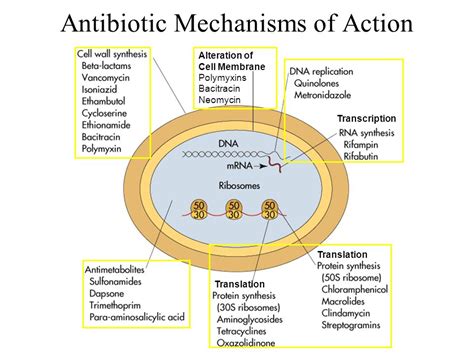 Valinomycin antibiotic mechanism