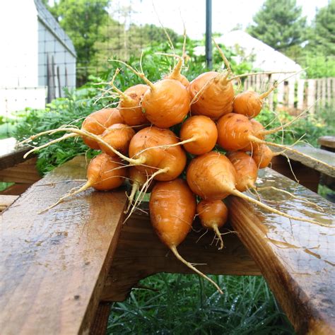 Parisian Carrot Organic Seeds – Hudson Valley Seed Company