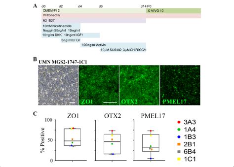 Automated Differentiation Of Hipsc Lines Into Rpe For This Experiment